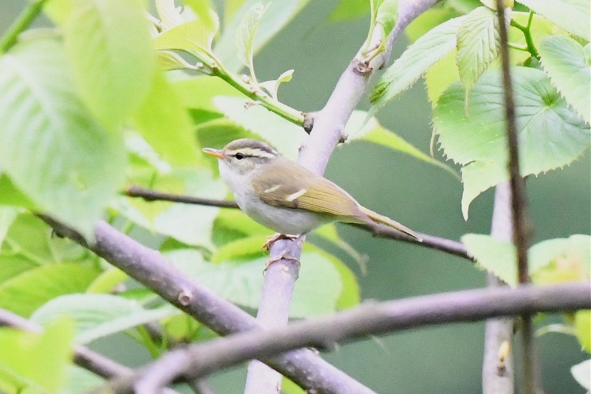 Buff-barred Warbler - ML619888631