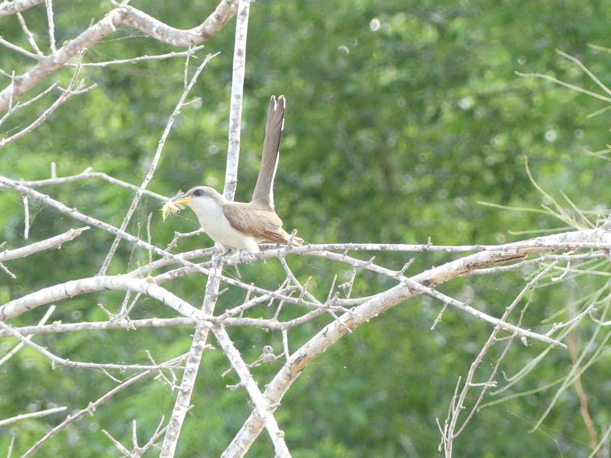 Yellow-billed Cuckoo - ML619888641