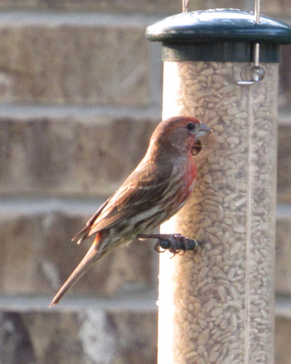 House Finch - ML619888648