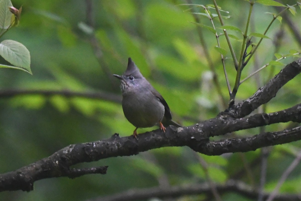 Stripe-throated Yuhina - ML619888650