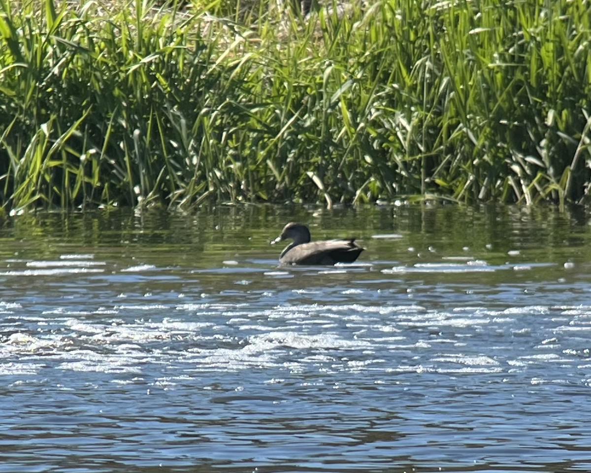 Gadwall - ML619888666