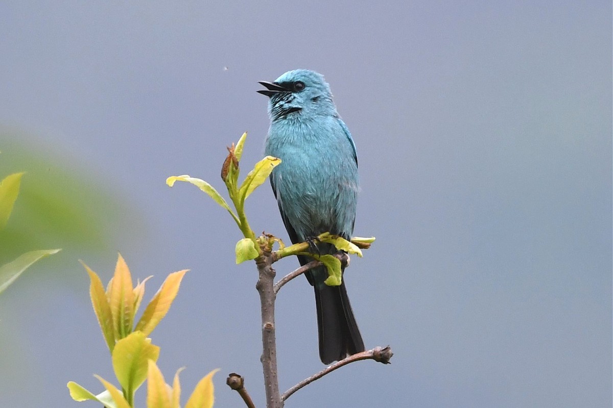 Verditer Flycatcher - ML619888667