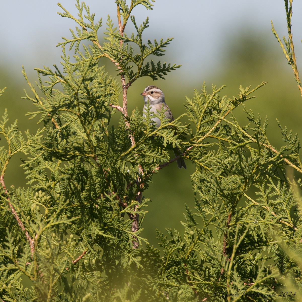 Clay-colored Sparrow - ML619888689