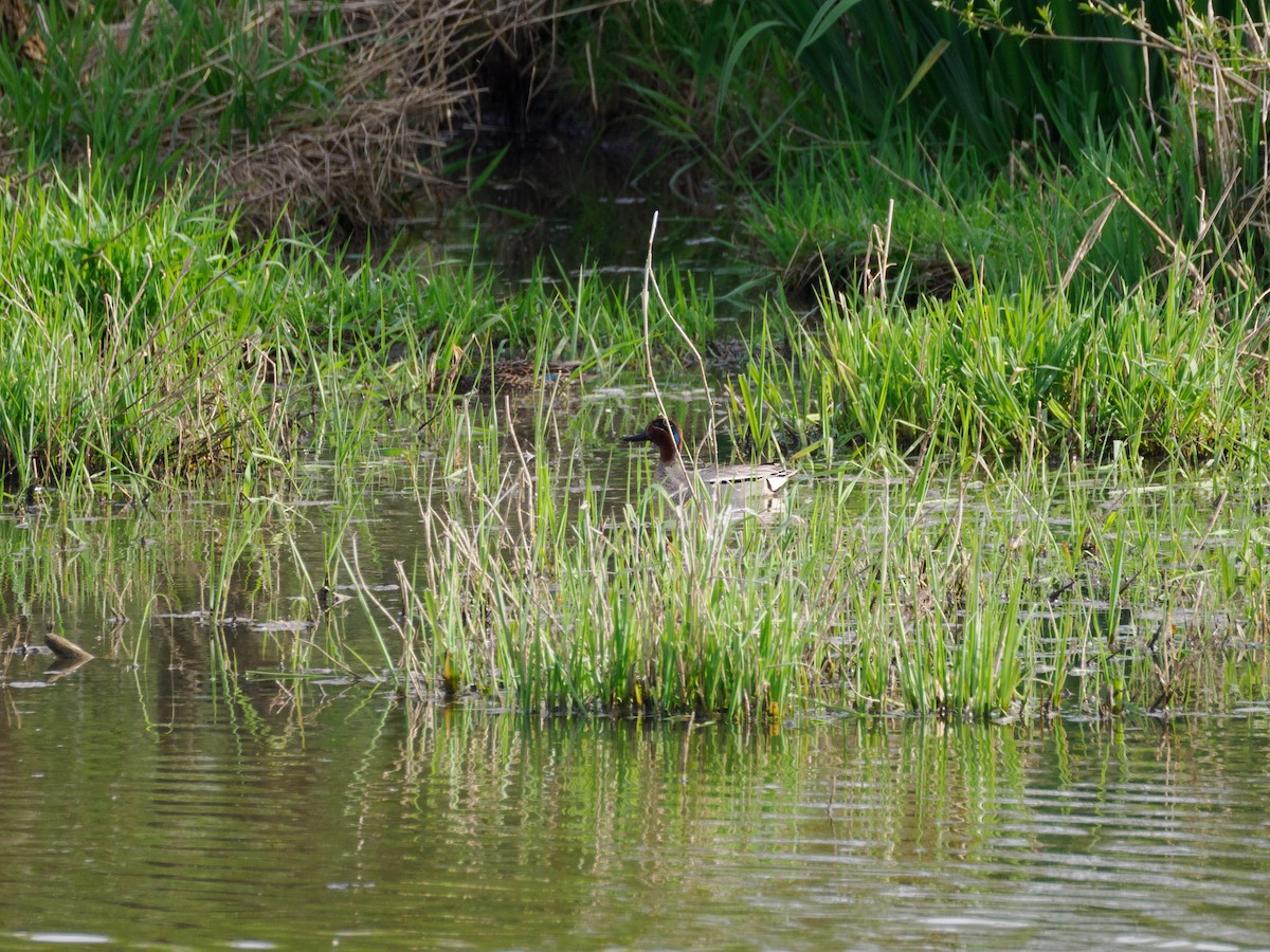 Green-winged Teal - ML619888690