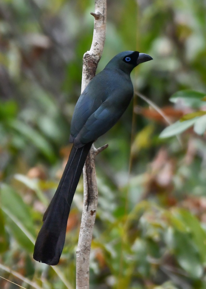 Racket-tailed Treepie - ML619888697