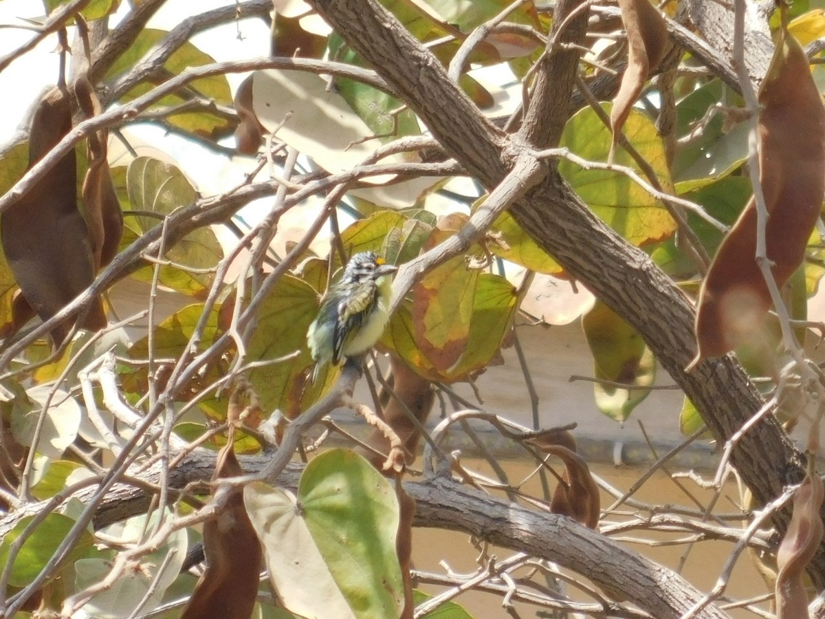 Yellow-fronted Tinkerbird - ML619888700