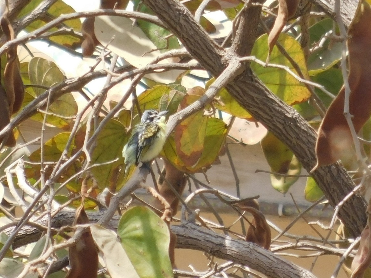 Yellow-fronted Tinkerbird - ML619888701