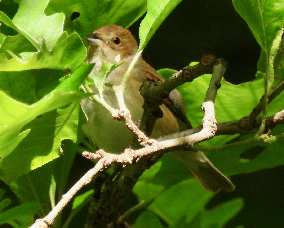 Indigo Bunting - ML619888702