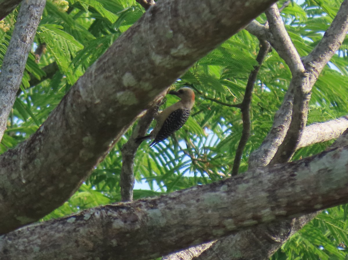 Red-crowned Woodpecker - ML619888712