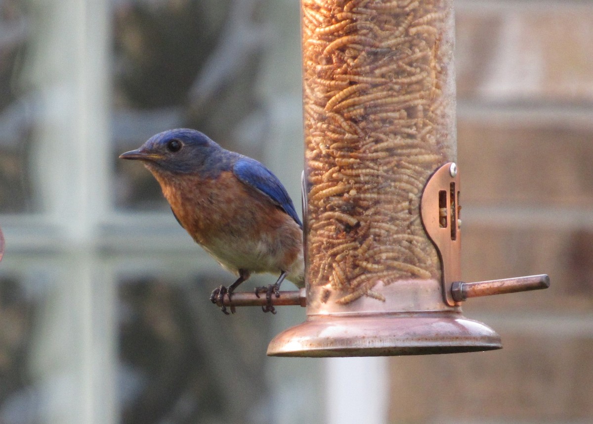 Eastern Bluebird - ML619888745