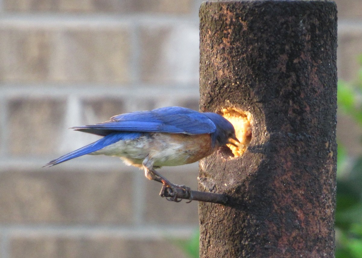 Eastern Bluebird - ML619888746