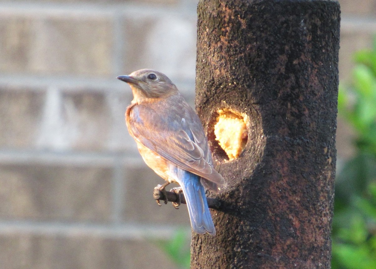 Eastern Bluebird - ML619888748