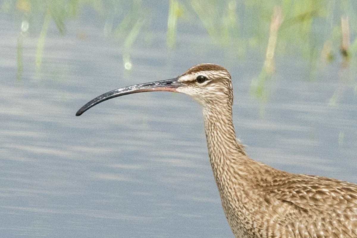 Whimbrel - ML619888766