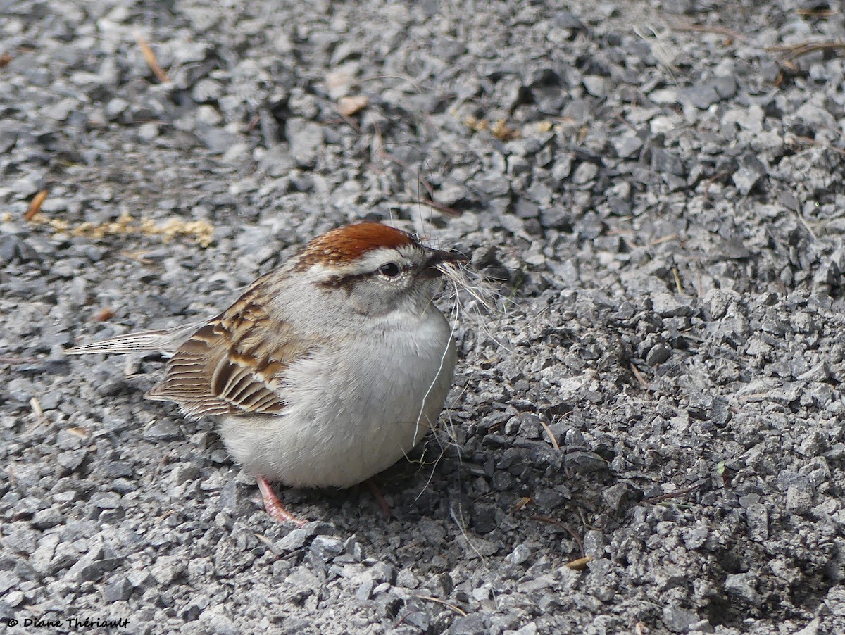 Chipping Sparrow - ML619888771