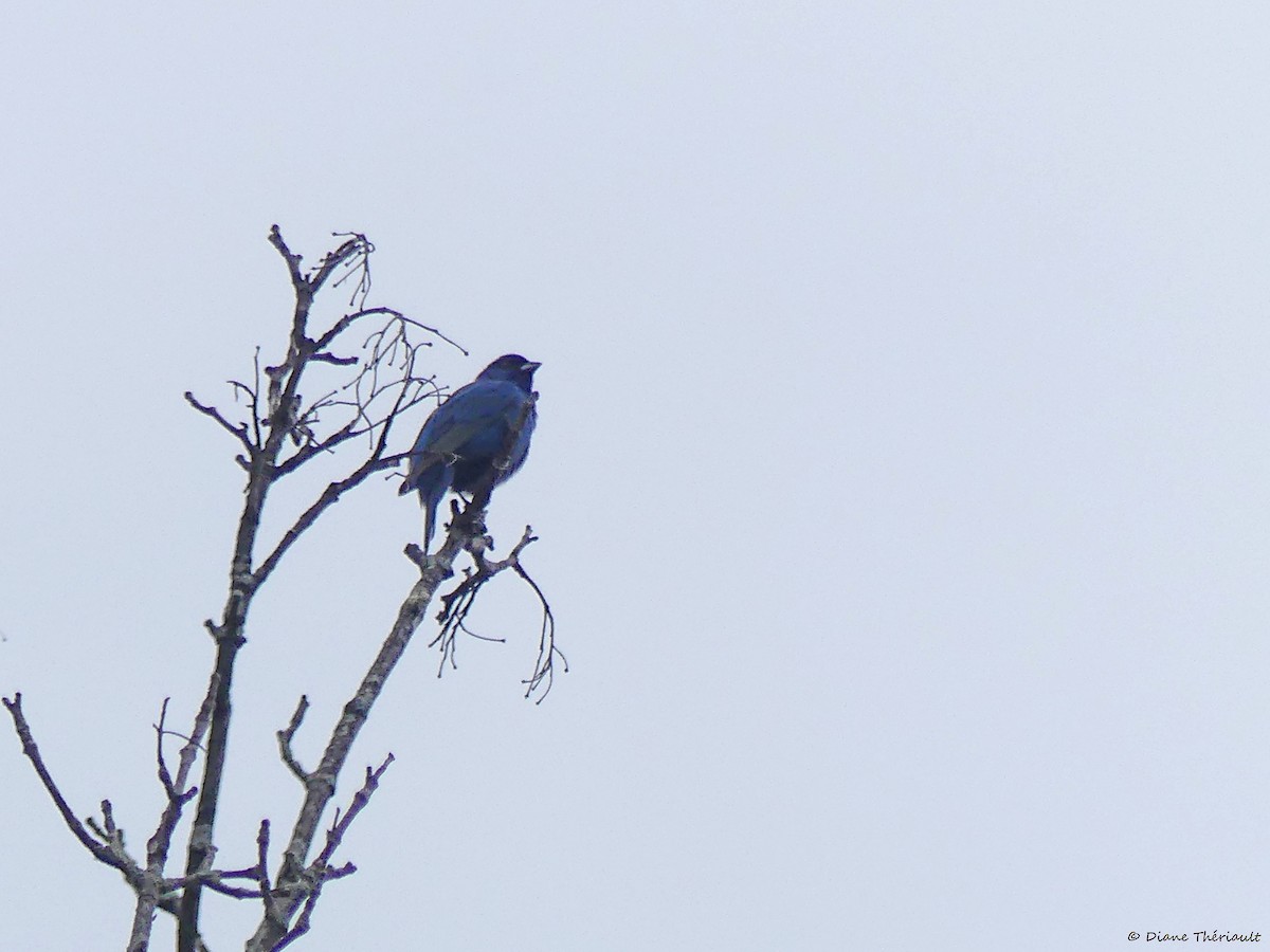 Indigo Bunting - ML619888773