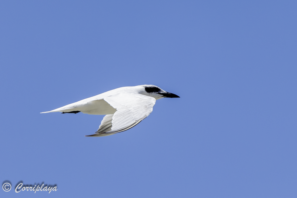 Australian Tern - ML619888775