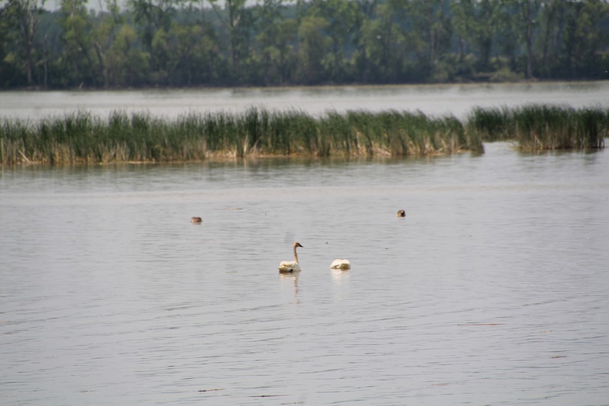 Trumpeter Swan - ML619888778