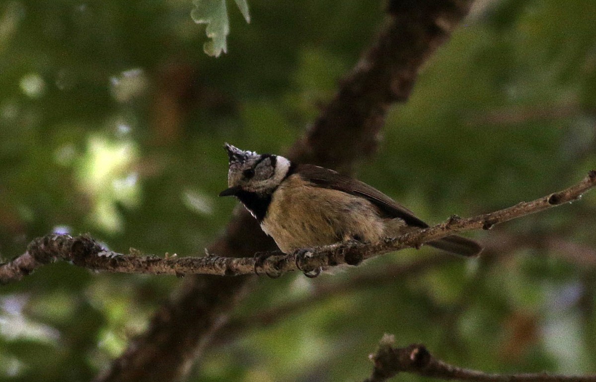 Crested Tit - ML619888779