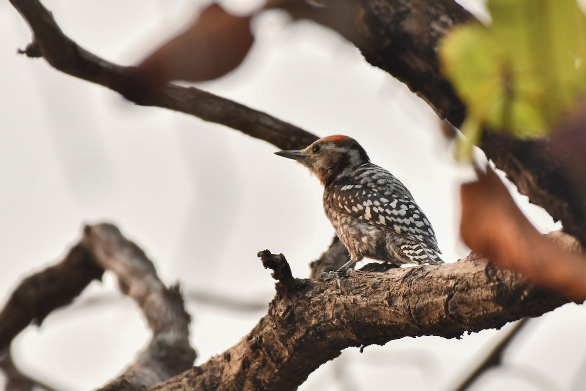 Yellow-crowned Woodpecker - ML619888785