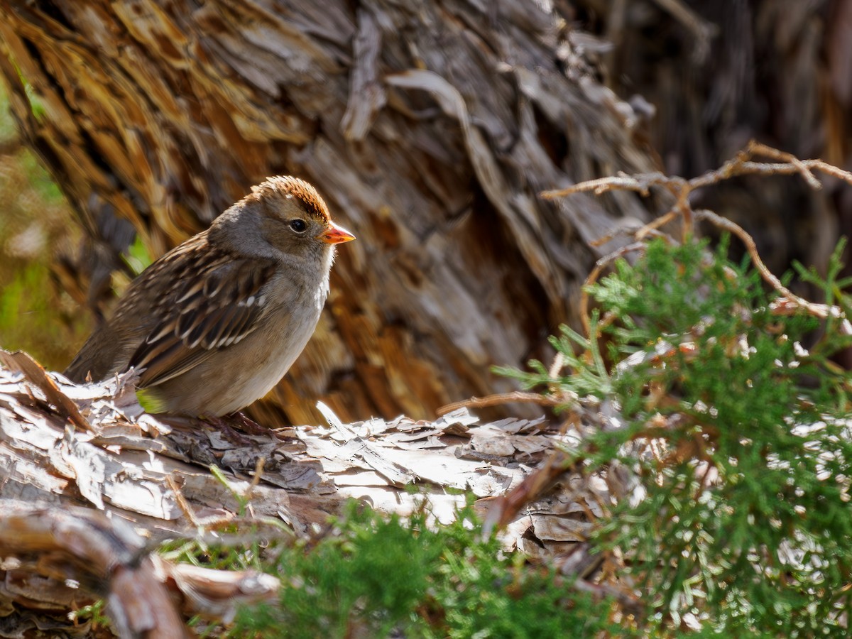 White-crowned Sparrow - Tony Doty