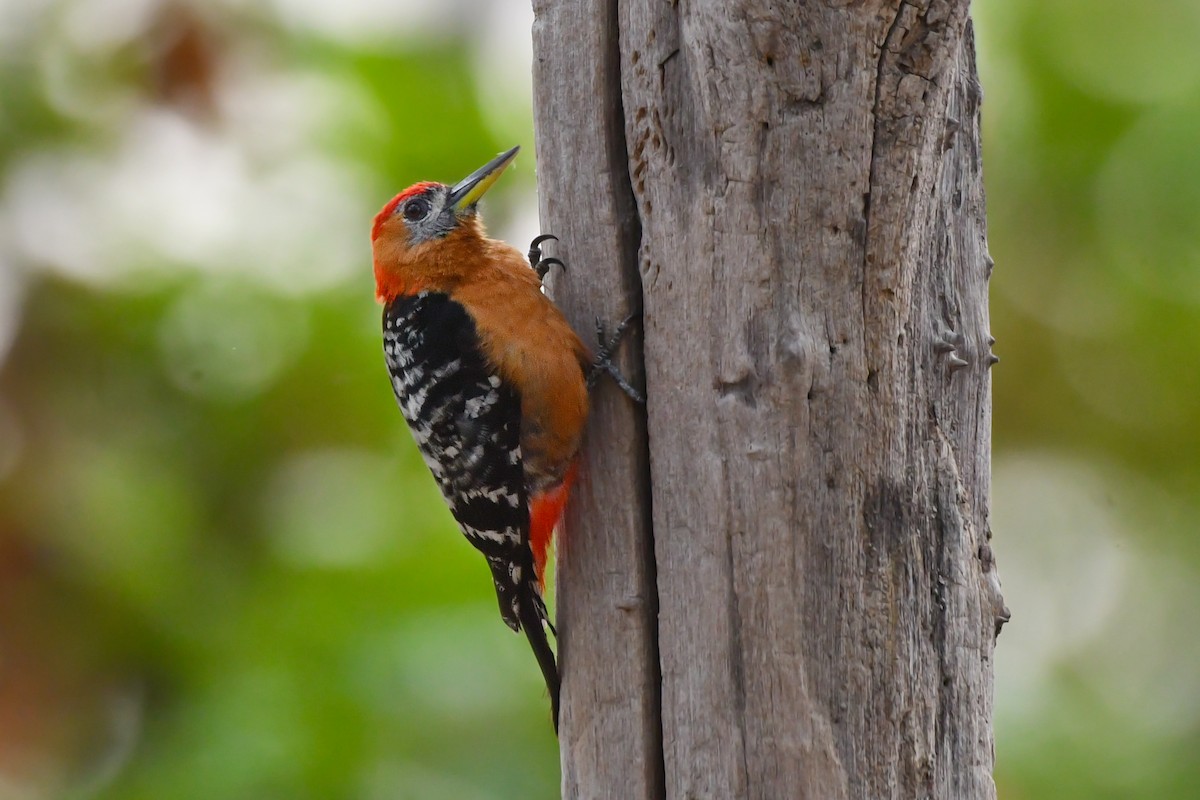 Rufous-bellied Woodpecker - ML619888788