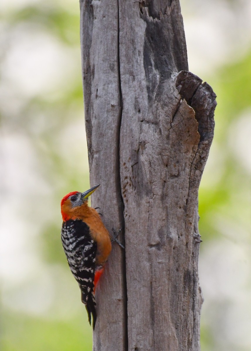 Rufous-bellied Woodpecker - ML619888789