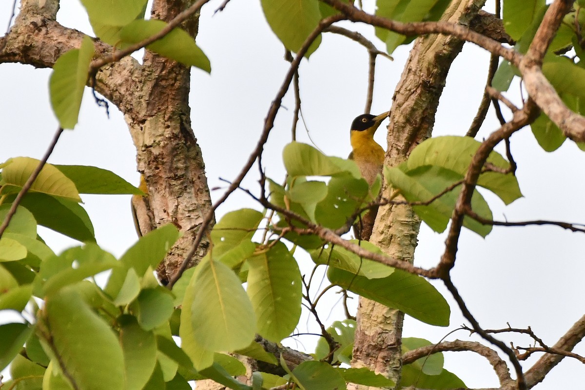 Black-headed Woodpecker - ML619888792