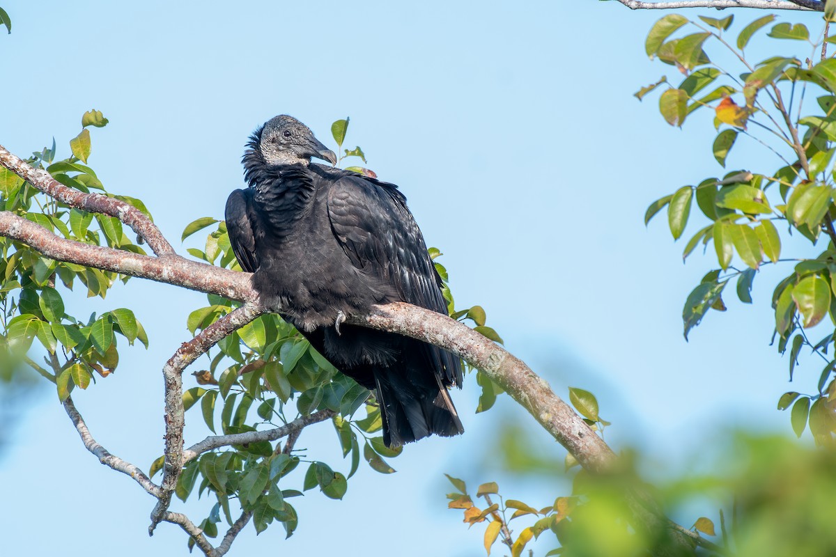 Black Vulture - ML619888807