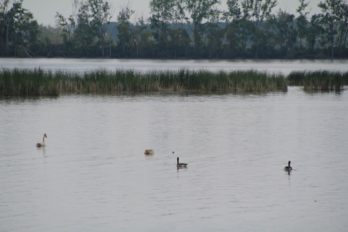 Trumpeter Swan - ML619888812