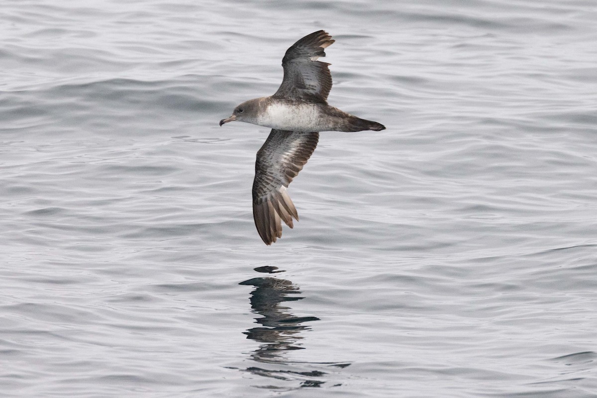 Pink-footed Shearwater - ML619888813