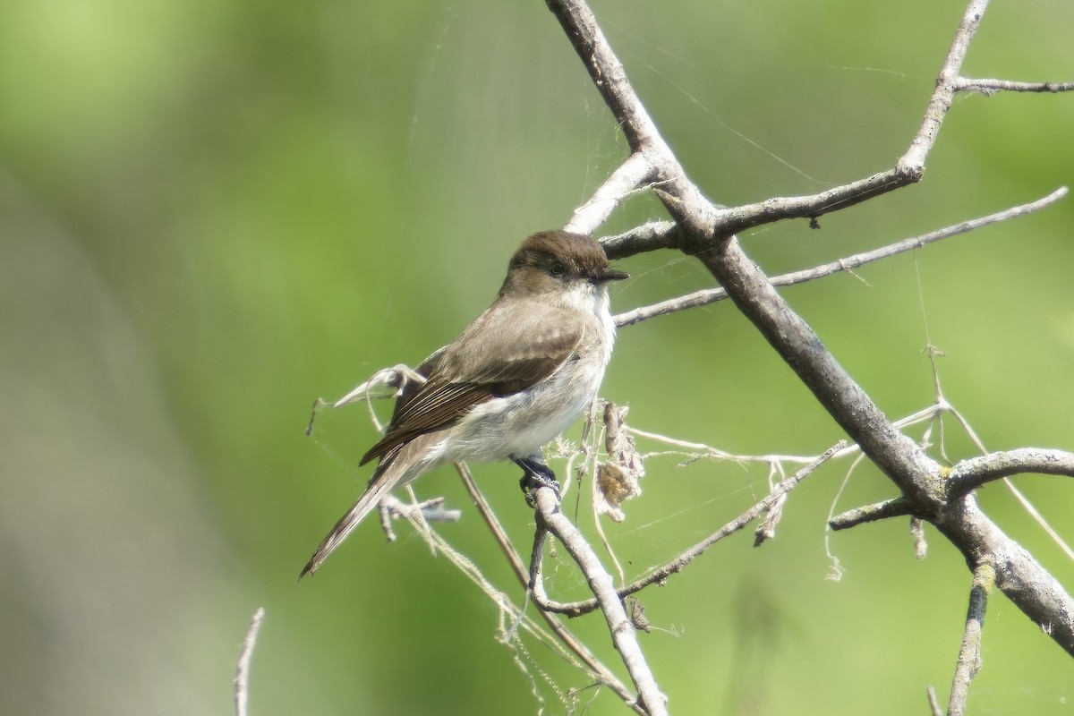 Eastern Phoebe - ML619888820