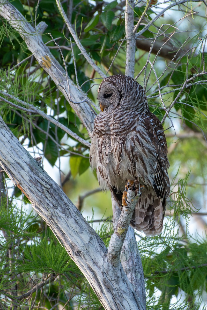 Barred Owl - ML619888825