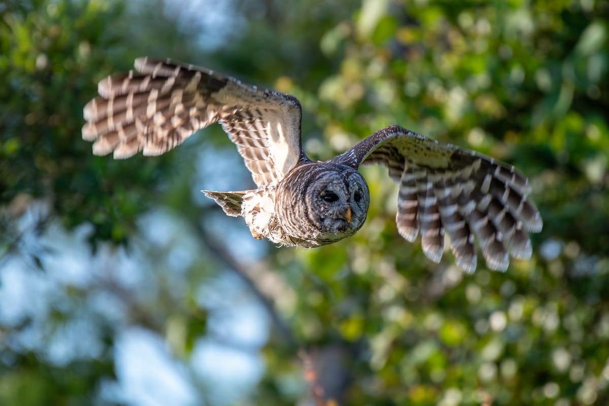 Barred Owl - ML619888833