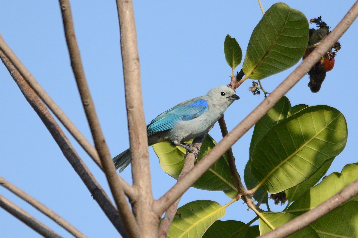 Blue-gray Tanager - ML619888834