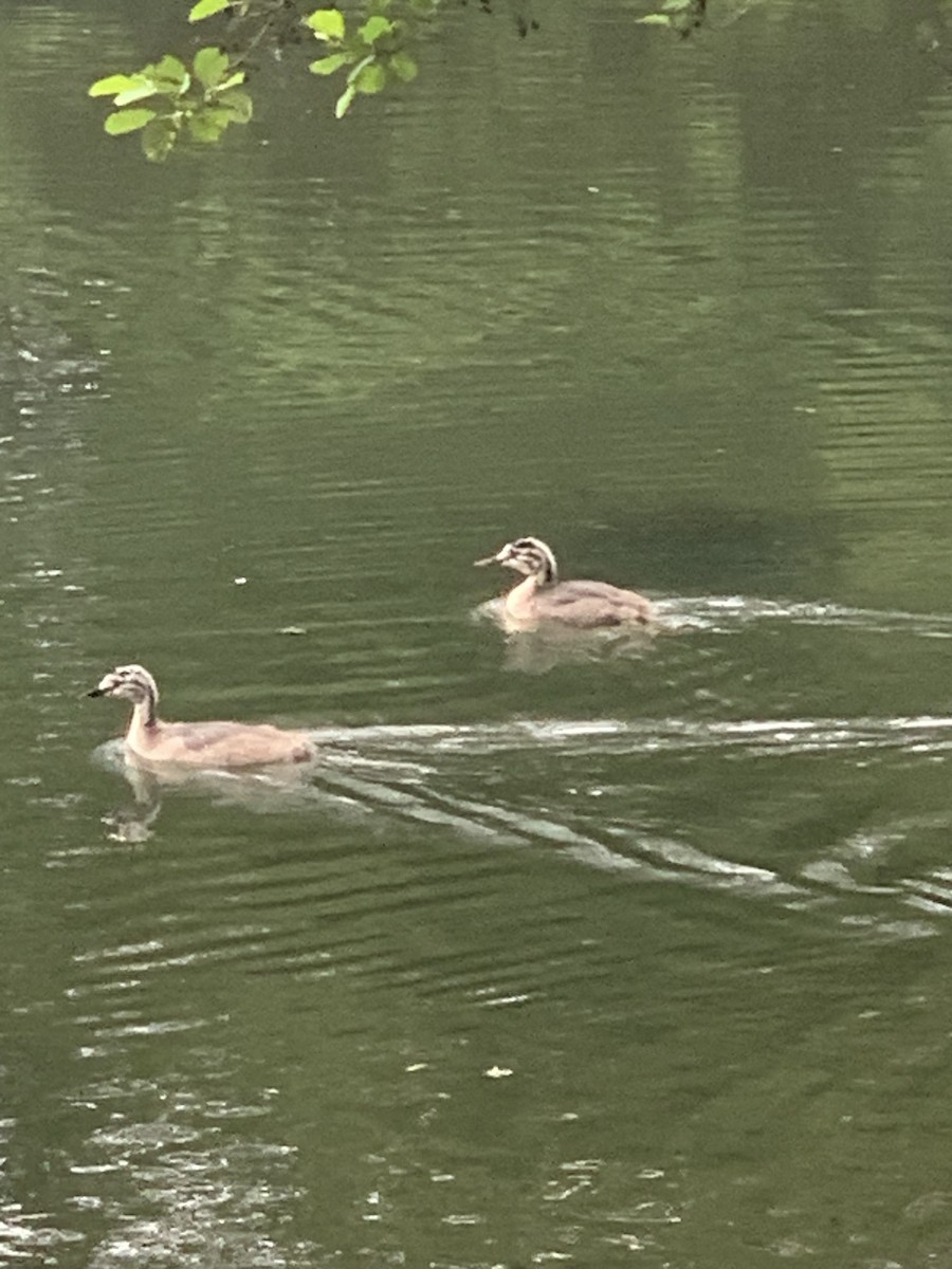 Great Crested Grebe - ML619888837