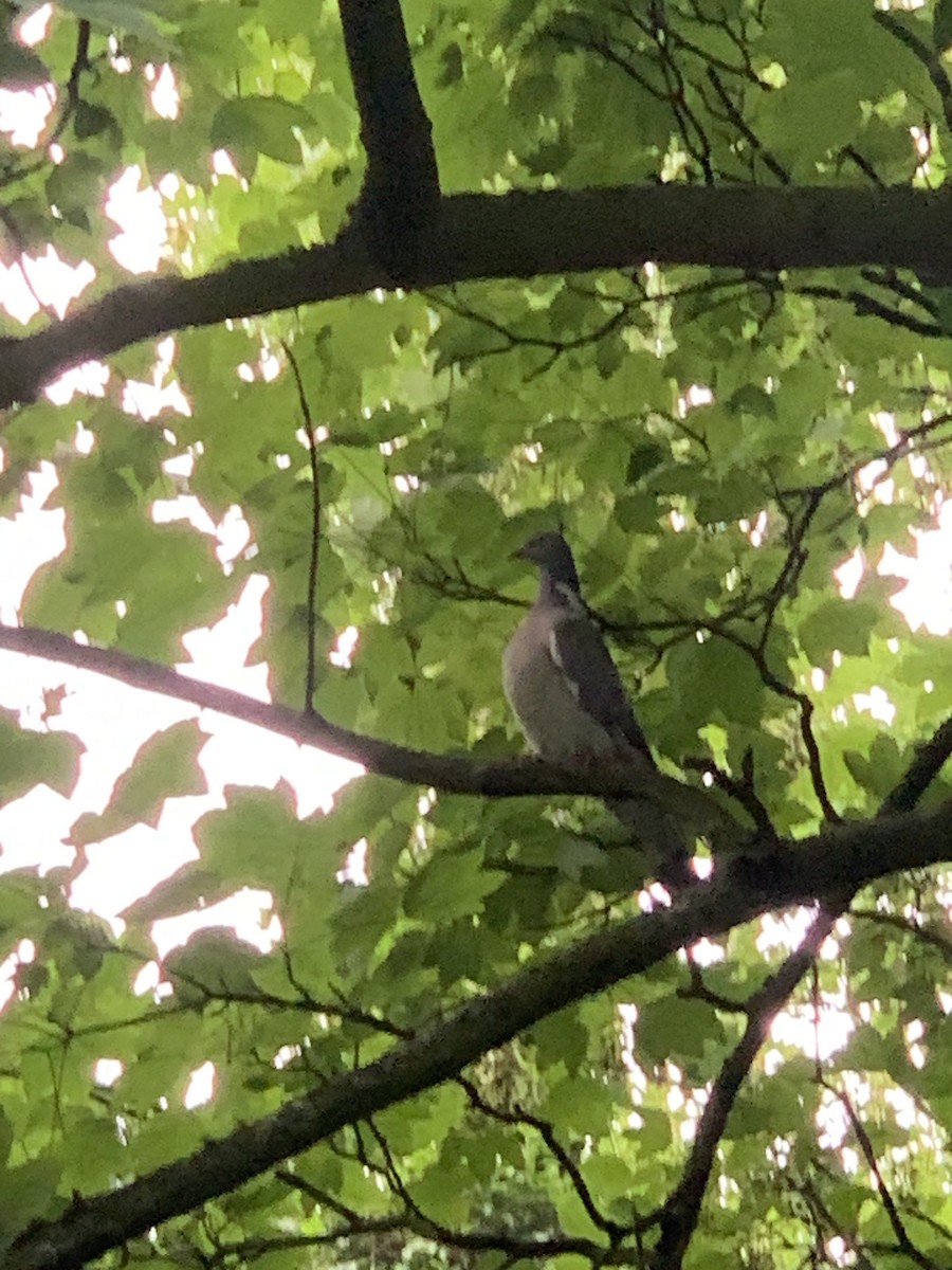 Common Wood-Pigeon - ML619888841