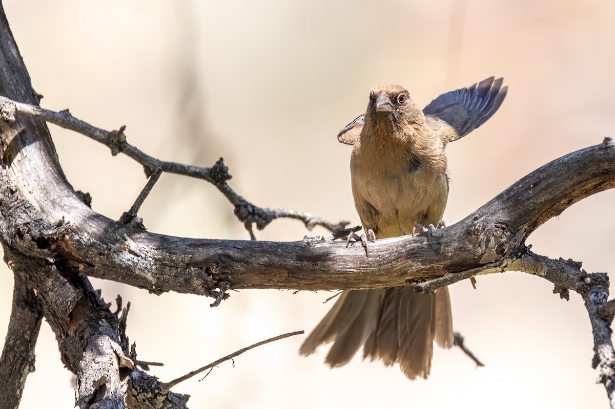 Abert's Towhee - ML619888846