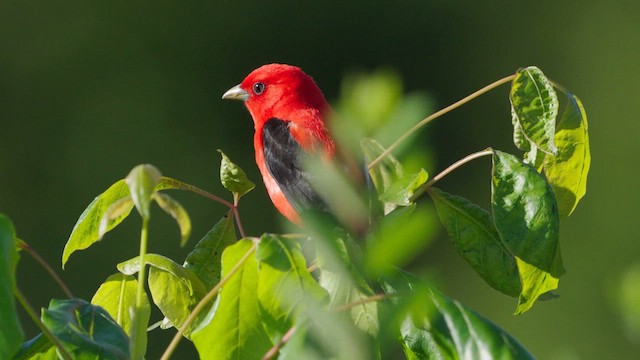 Scarlet Tanager - ML619888849