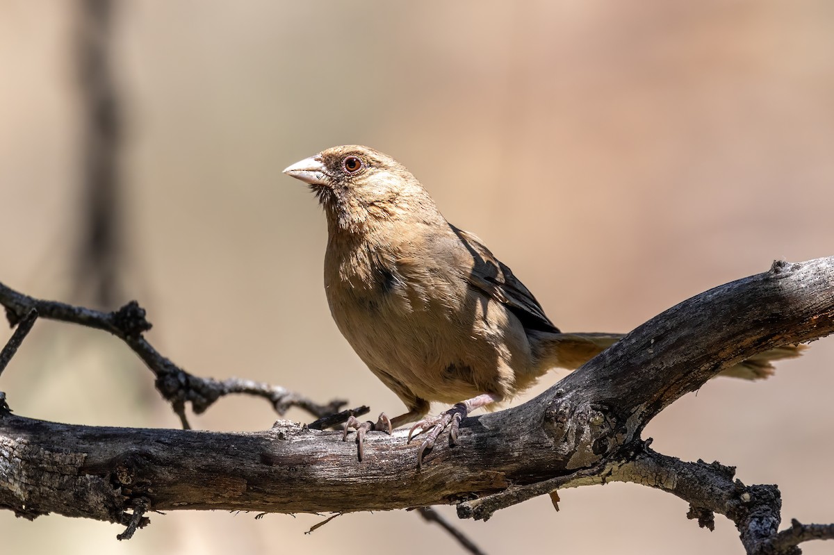 Abert's Towhee - ML619888850