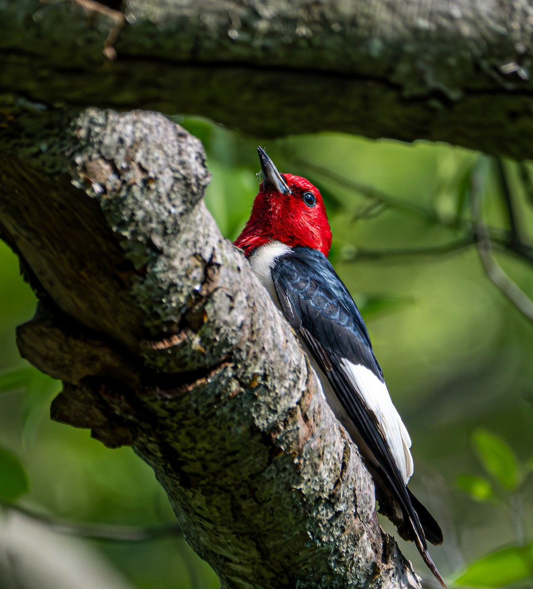 Red-headed Woodpecker - ML619888852