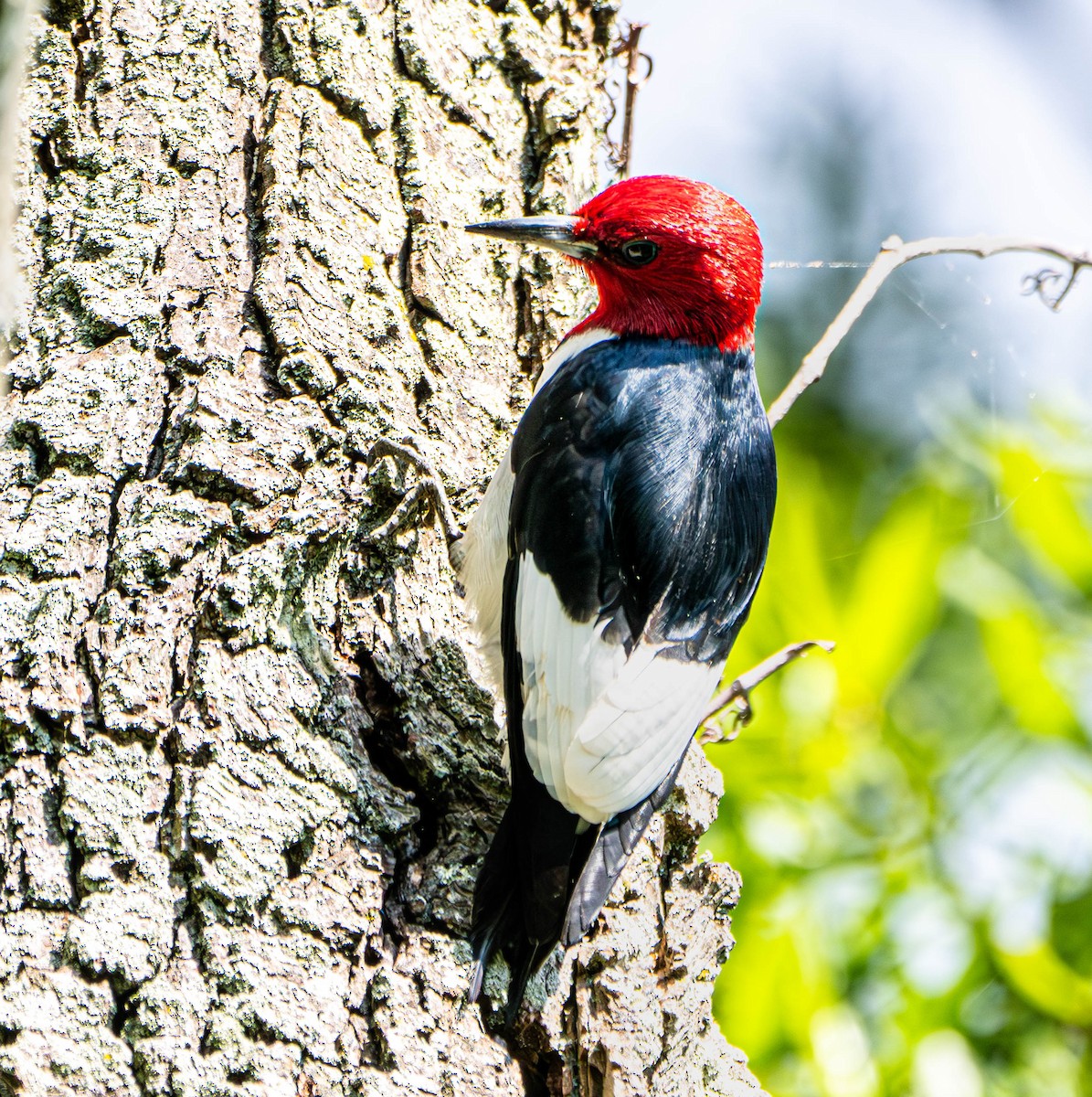 Red-headed Woodpecker - ML619888853
