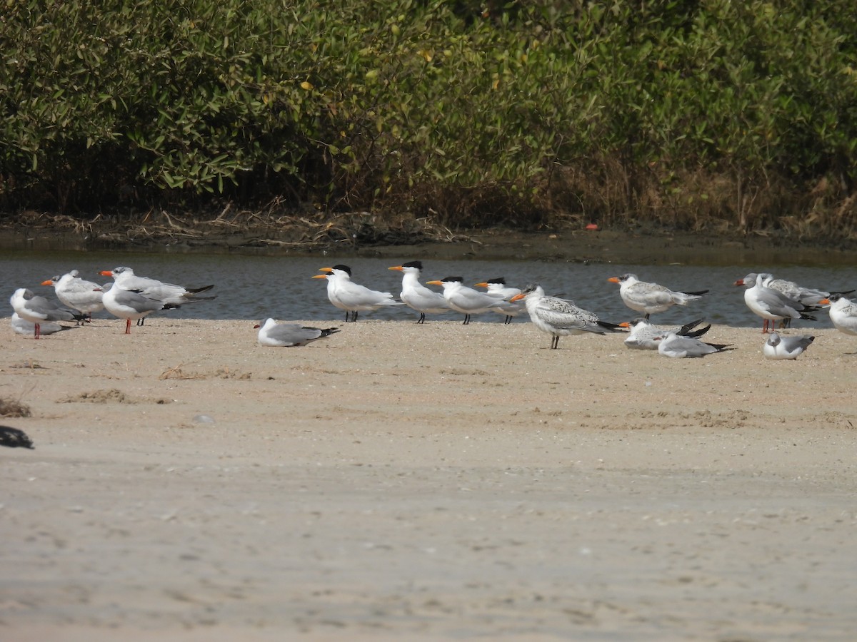 West African Crested Tern - ML619888854
