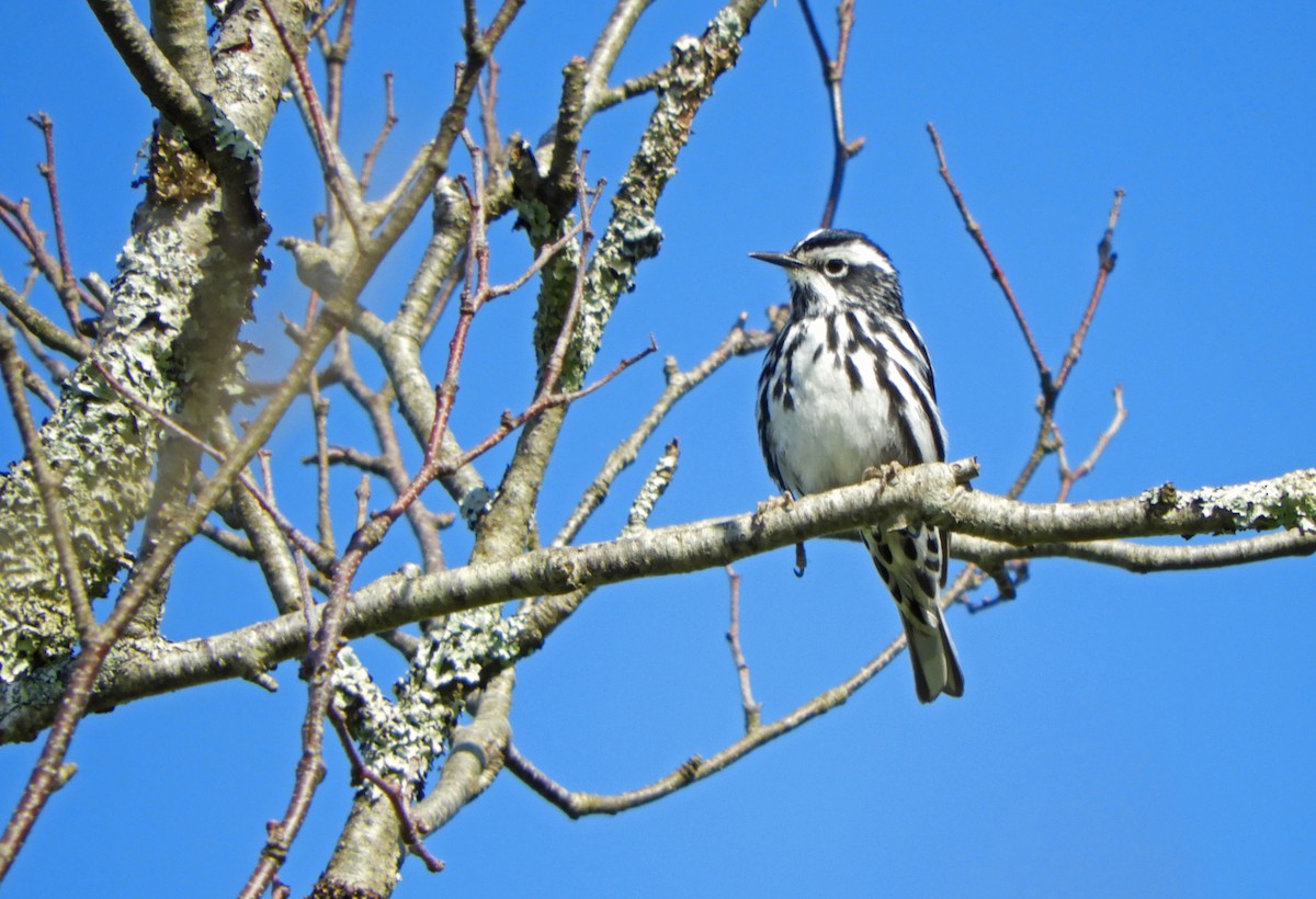 Black-and-white Warbler - ML619888855