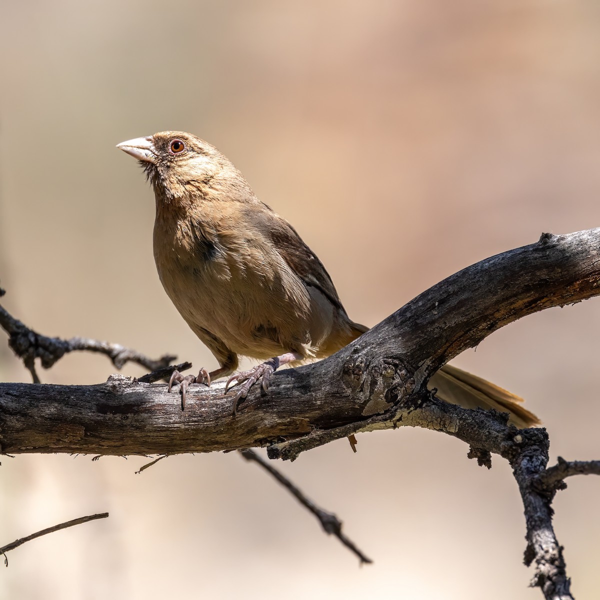 Abert's Towhee - ML619888856