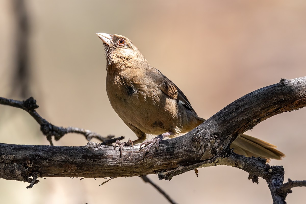 Abert's Towhee - ML619888858