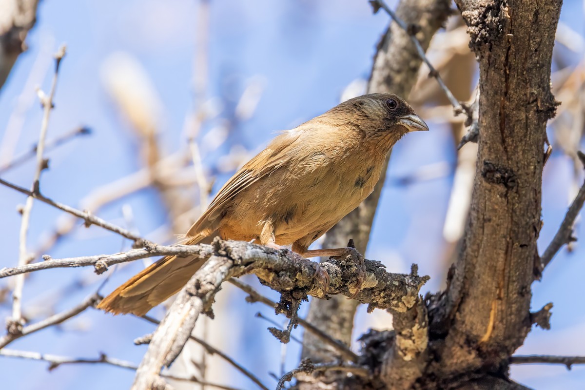 Abert's Towhee - ML619888861