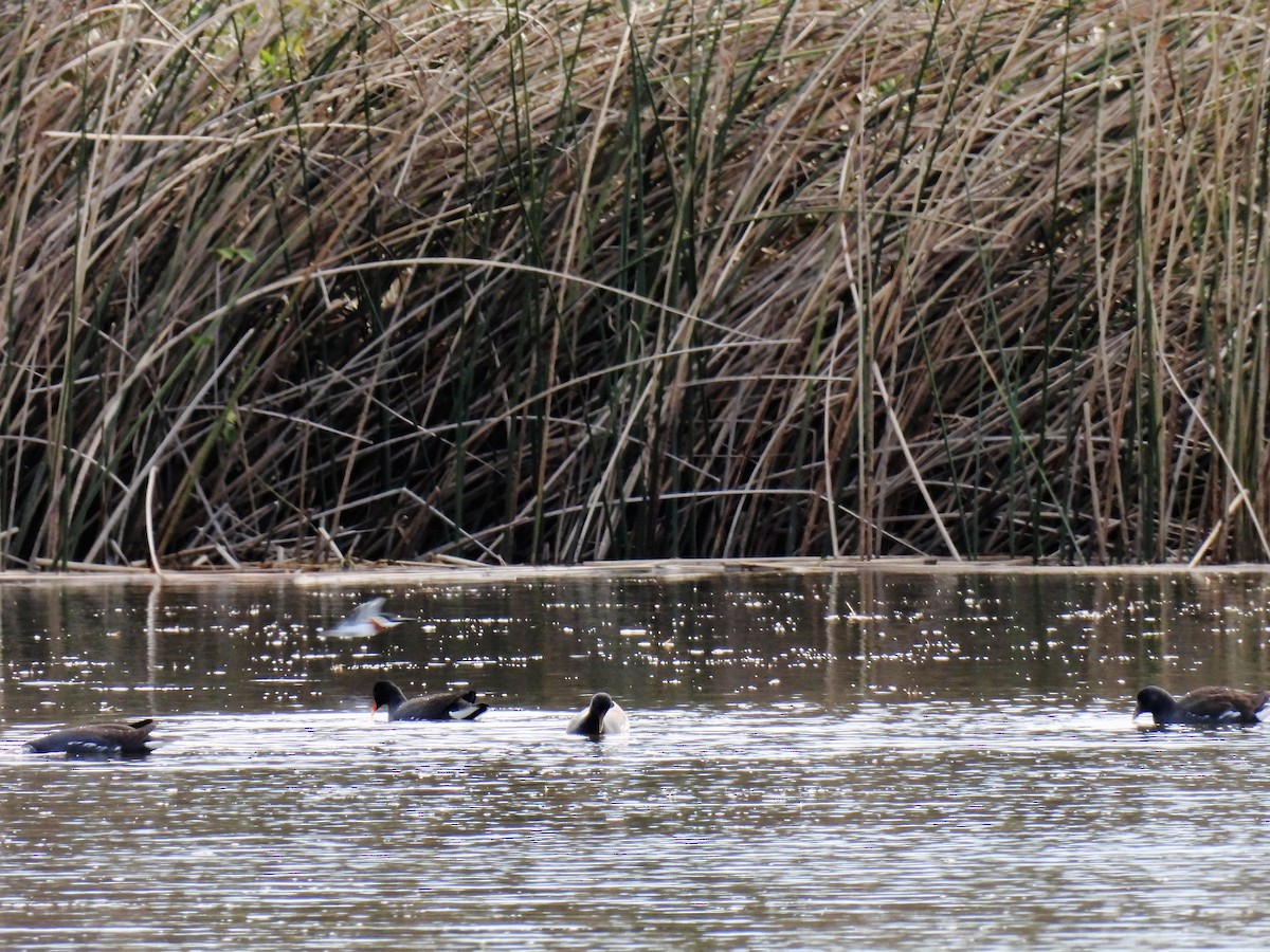 Gallinule d'Amérique - ML619888864