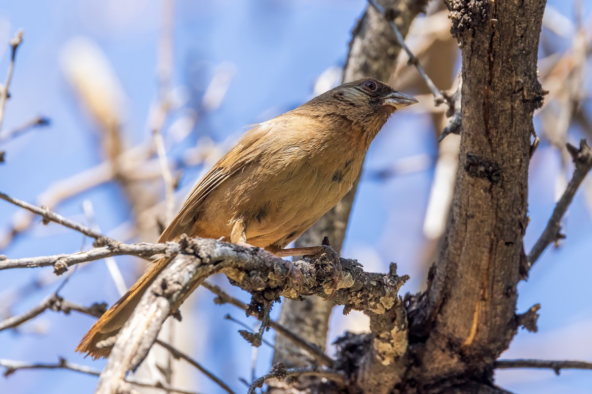 Abert's Towhee - ML619888867