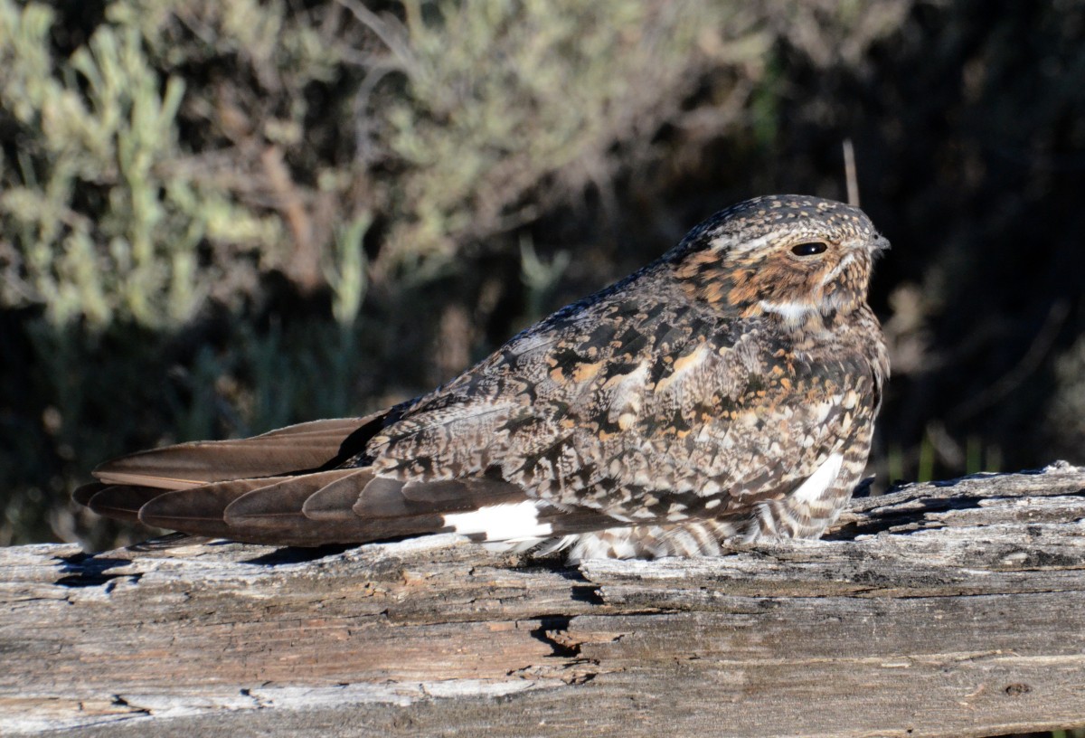 Common Nighthawk - ML619888868