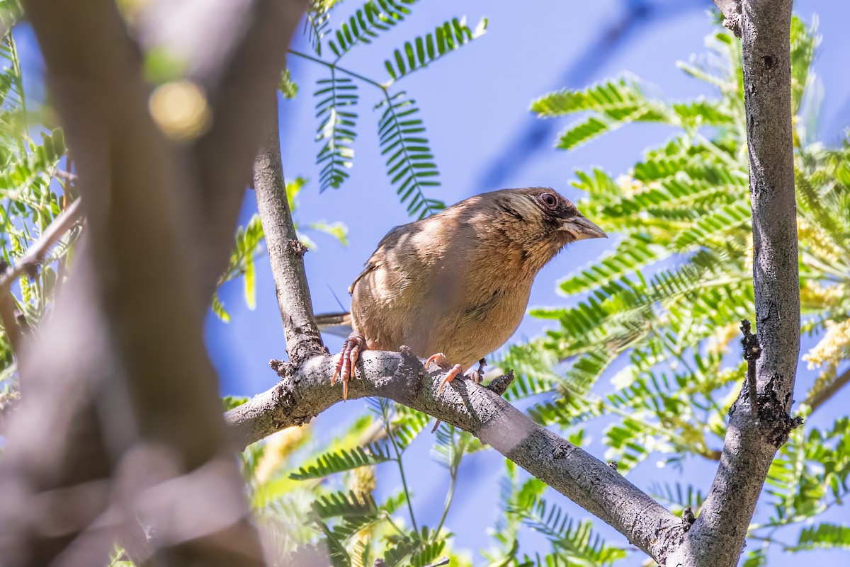 Abert's Towhee - ML619888869